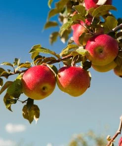 Fast Growing Trees Apple Trees Honeycrisp™ & Cortland Twisted Apple Tree