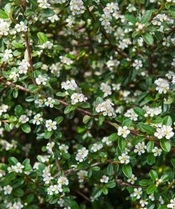 Fast Growing Trees See All Evergreen & Privacy Trees Coral Beauty Cotoneaster