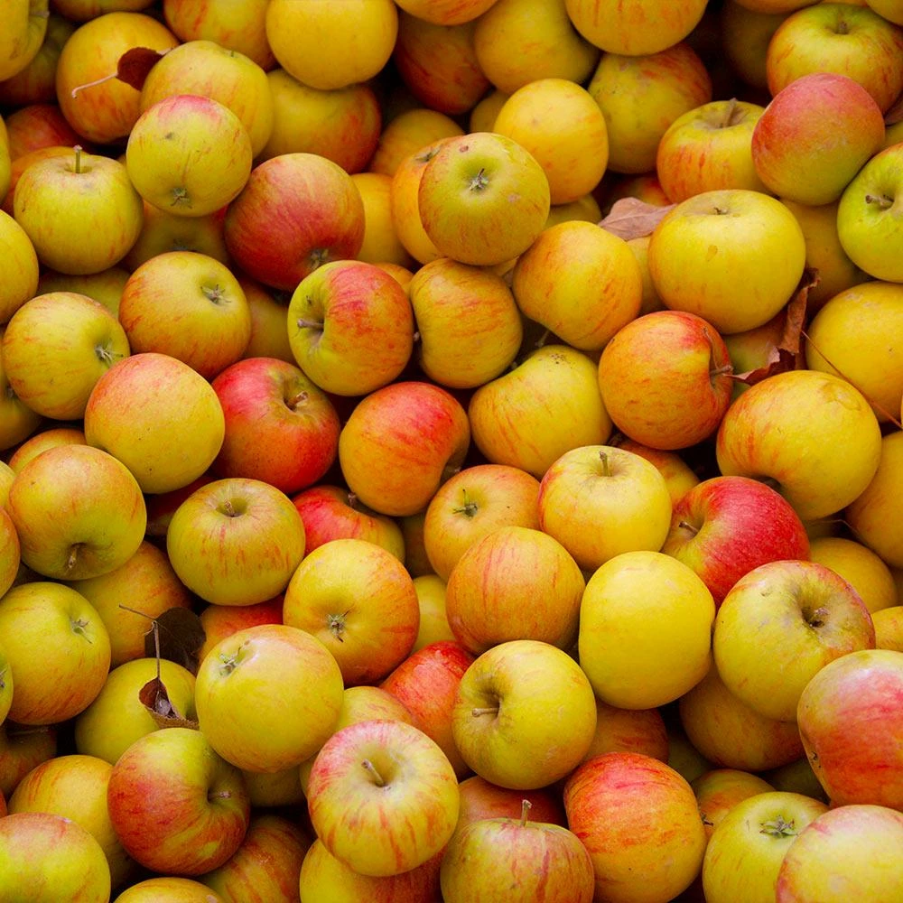 Fast Growing Trees Apple Trees Cox's Orange Pippin Apple Tree 5 Fast Growing Trees Apple Trees Cox's Orange Pippin Apple Tree