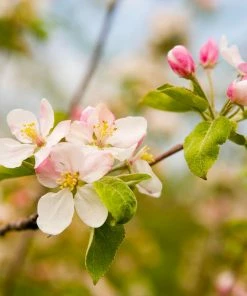 Fast Growing Trees Apple Trees Cox's Orange Pippin Apple Tree 11 Fast Growing Trees Apple Trees Cox's Orange Pippin Apple Tree
