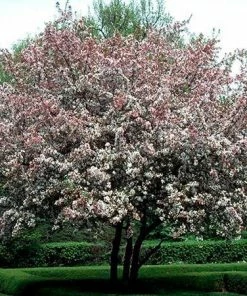 Fast Growing Trees Robinson Crabapple Tree