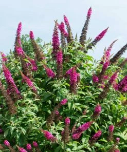Fast Growing Trees CranRazz™ Butterfly Bush (Tree Form)
