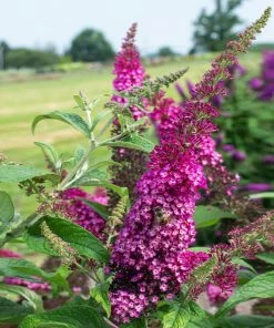 Fast Growing Trees CranRazz™ Butterfly Bush (Tree Form)