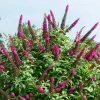 Fast Growing Trees CranRazz™ Butterfly Bush (Tree Form)