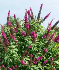 Fast Growing Trees CranRazz™ Butterfly Bush (Tree Form)