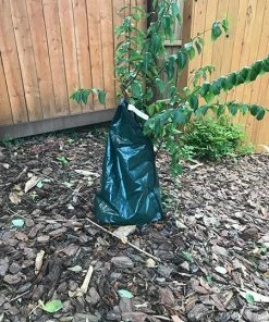 Fast Growing Trees Strawberry Dazzle® Dwarf Crape Myrtle