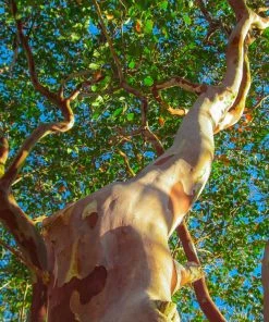 Fast Growing Trees Crape Myrtles Twilight Crape Myrtle