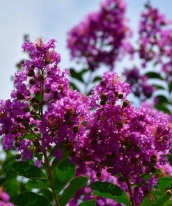 Fast Growing Trees Crape Myrtles Twilight Crape Myrtle