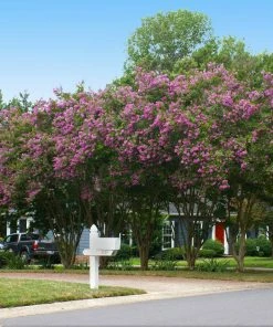 Fast Growing Trees Crape Myrtles Twilight Crape Myrtle
