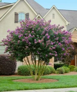 Fast Growing Trees Crape Myrtles Twilight Crape Myrtle