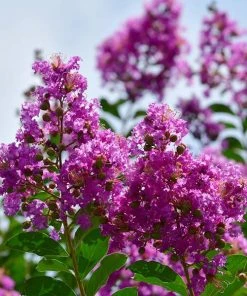 Fast Growing Trees Crape Myrtles Twilight Crape Myrtle