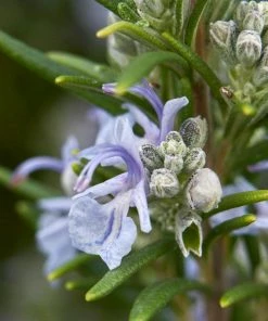 Fast Growing Trees Creeping Rosemary