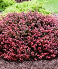 Fast Growing Trees Crimson Pygmy Barberry Shrub