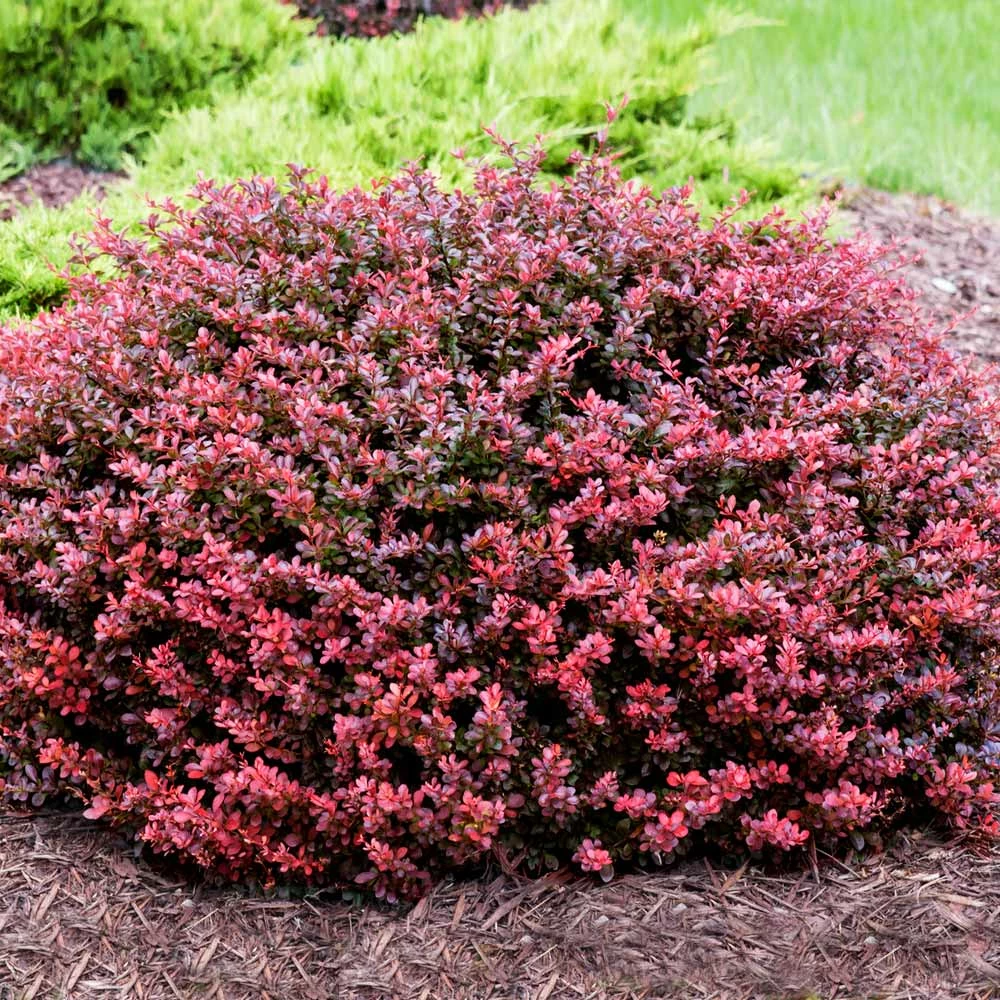 Fast Growing Trees Crimson Pygmy Barberry Shrub 3 Fast Growing Trees Crimson Pygmy Barberry Shrub