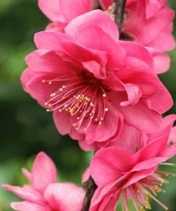 Fast Growing Trees Crimson Cascade Weeping Peach Tree