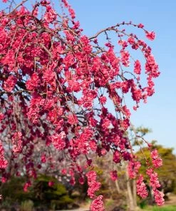 Fast Growing Trees Crimson Cascade Weeping Peach Tree