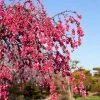 Fast Growing Trees Crimson Cascade Weeping Peach Tree