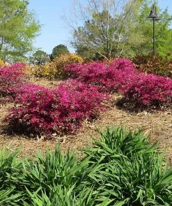 Fast Growing Trees Crimson Fire™ Loropetalum