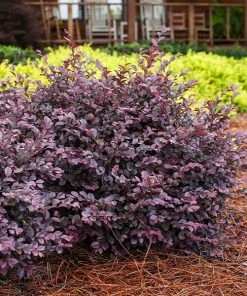Fast Growing Trees Crimson Fire™ Loropetalum