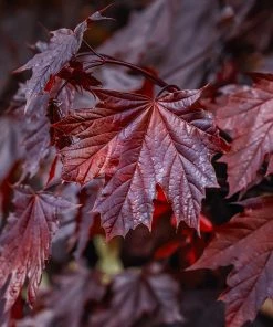 Fast Growing Trees Crimson King Maple Tree