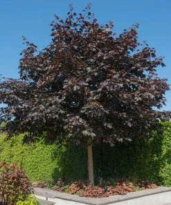 Fast Growing Trees Crimson King Maple Tree