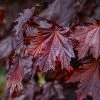 Fast Growing Trees Crimson King Maple Tree