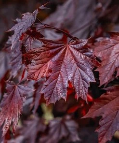 Fast Growing Trees Crimson King Maple Tree
