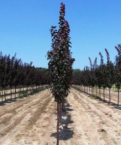 Fast Growing Trees Crimson Pointe™ Purple Leaf Plum Tree