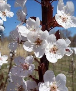 Fast Growing Trees Crimson Pointe™ Purple Leaf Plum Tree