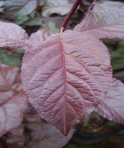 Fast Growing Trees Crimson Pointe™ Purple Leaf Plum Tree