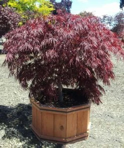 Fast Growing Trees Crimson Queen Japanese Maple Japanese Maples