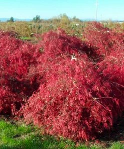 Fast Growing Trees Crimson Queen Japanese Maple Japanese Maples