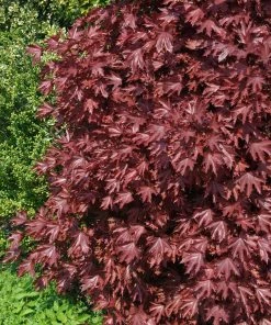 Fast Growing Trees Crimson Sentry Norway Maple Tree