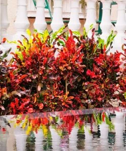 Fast Growing Trees Croton Plants Croton Mammy Plant