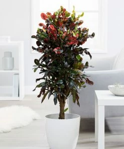 Fast Growing Trees Croton Plants Croton Mammy Plant