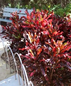 Fast Growing Trees Croton Plants Croton Mammy Plant