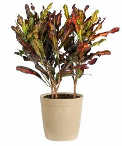 Fast Growing Trees Croton Plants Croton Mammy Plant