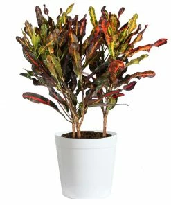 Fast Growing Trees Croton Plants Croton Mammy Plant