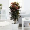Fast Growing Trees Croton Plants Croton Mammy Plant