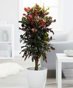 Fast Growing Trees Croton Plants Croton Mammy Plant