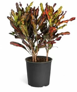 Fast Growing Trees Croton Plants Croton Mammy Plant