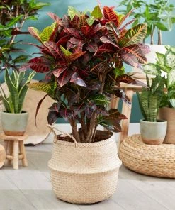 Fast Growing Trees Croton 'Petra' Plant