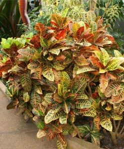 Fast Growing Trees Croton 'Petra' Plant
