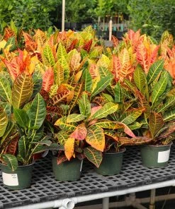 Fast Growing Trees Croton 'Petra' Plant