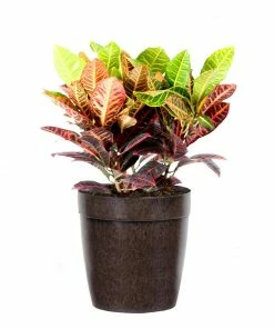Fast Growing Trees Croton 'Petra' Plant