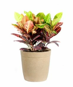 Fast Growing Trees Croton 'Petra' Plant