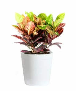 Fast Growing Trees Croton 'Petra' Plant