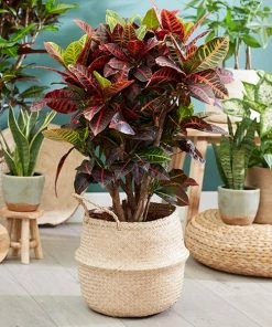 Fast Growing Trees Croton 'Petra' Plant