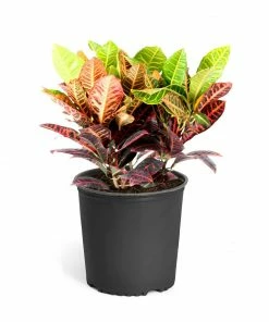 Fast Growing Trees Croton 'Petra' Plant