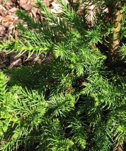 Fast Growing Trees Black Dragon Cryptomeria